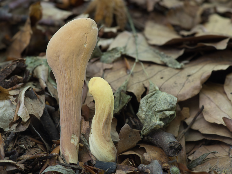 Clavariadelphus flavoimmaturus